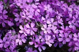 Obituary of Cristina Lopez