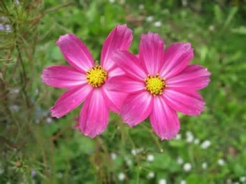 Obituary of Sheri Linnea Fritz