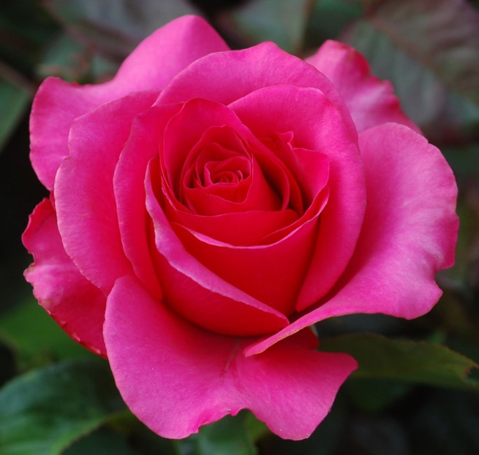 Obituary of Judith Ann Houck