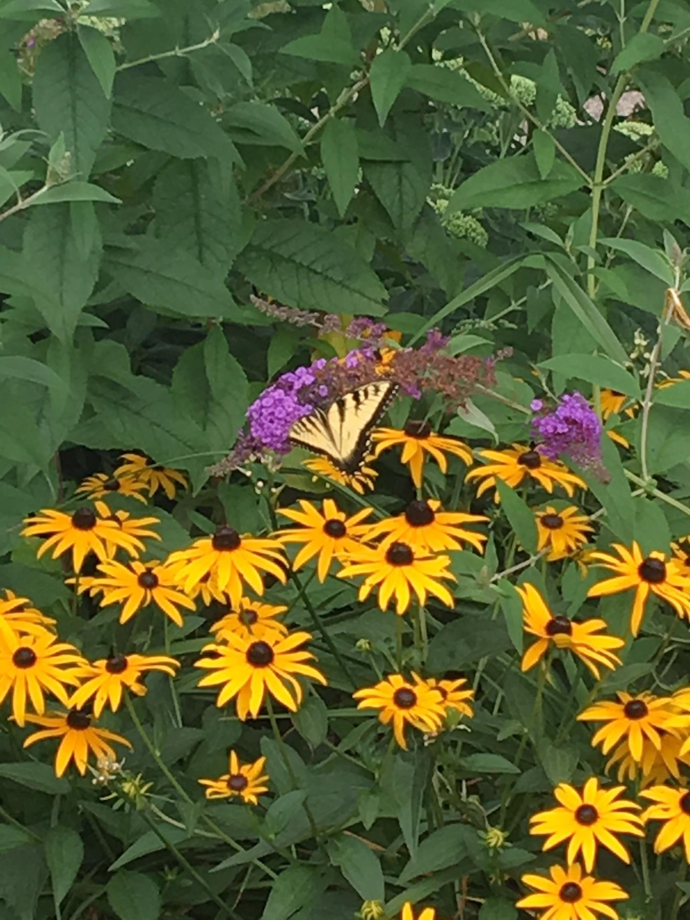 Obituary of Victoria L. Walker