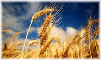 Obituary of William Burdett Mitchell