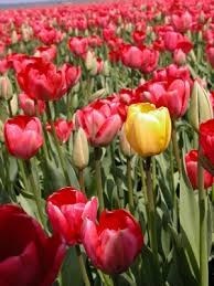 Obituary of Beatrice Polan Lewis