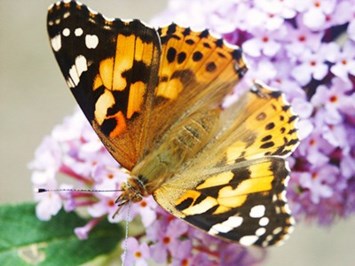 Obituary of Allana Brianne Moreland