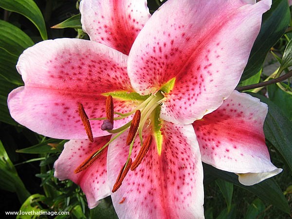 Obituary of Debby Stewart