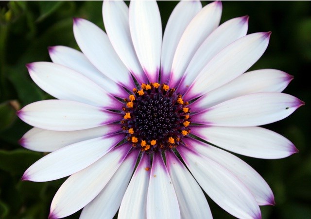 Obituary of Alice J. Green Zimny