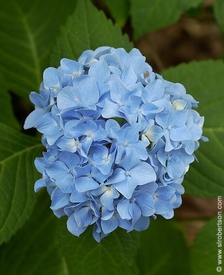 Obituary of Beulah Irene Bay