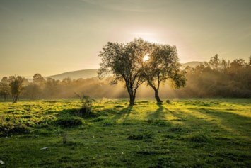 Obituary of Dominique Pete Jimenez