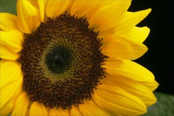 Obituary of Mary Alice Hart Davis