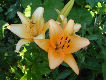Obituary of Alice M. LaGrua