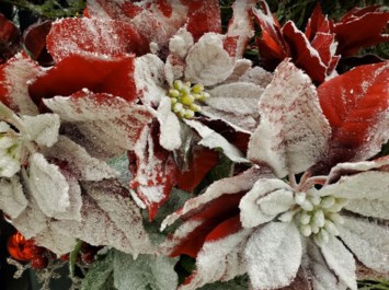 Obituary of Rosalyn Marie Terese Ayala