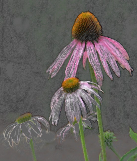 Obituary of JoAnn Walker