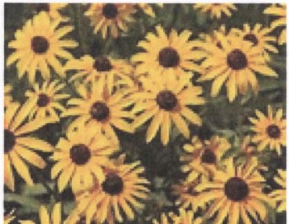 Obituary of Ruby Juanita Forbes