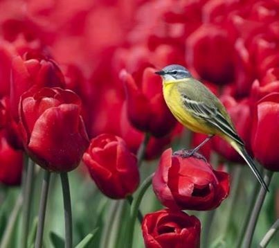 Obituary of William E. Plunkett