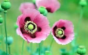 Obituary of Dorothy Sims