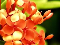 Obituary of Shirley Few