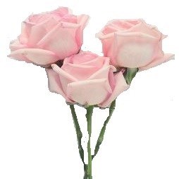 Obituary of Jacquelyne Lou Semerdjian