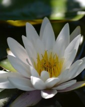 Obituary of Dorothy Mae Melton Tarleton