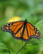 Obituary of Louise  Caulk Burns