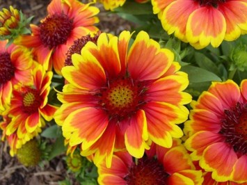 Obituary of Phyllis Joan Henderson