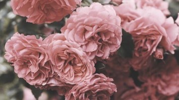 Obituary of Ida Belle Purcell