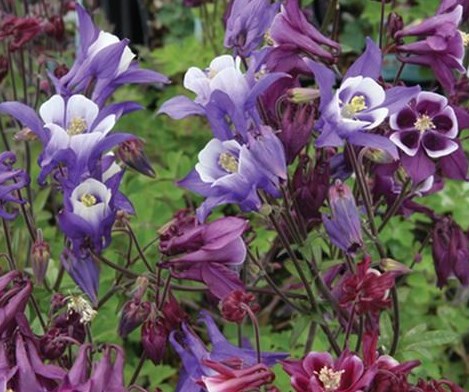 Obituary of Virginia Dale Stewart