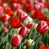 Obituary of Beryl D. Jones