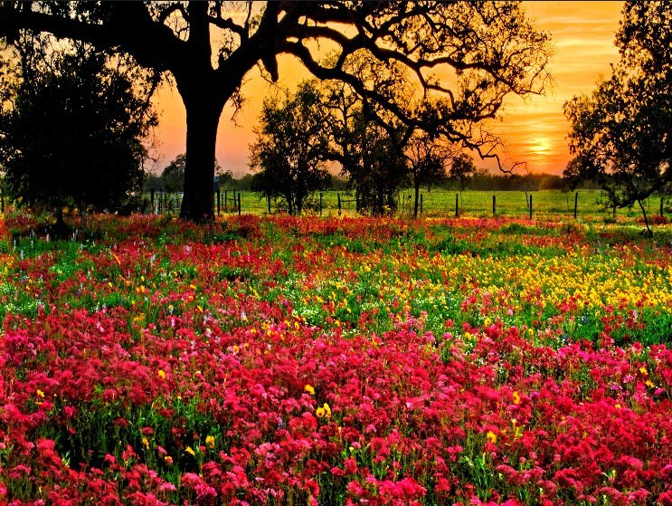 Obituary of Elizabeth A. Heaton