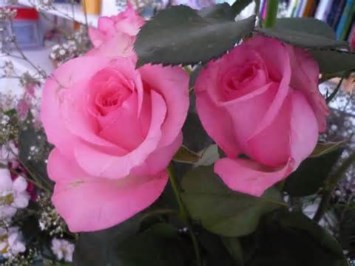 Obituary of Louise Marie McDaniel