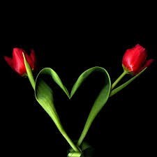 Obituary of Anne M. Tierney