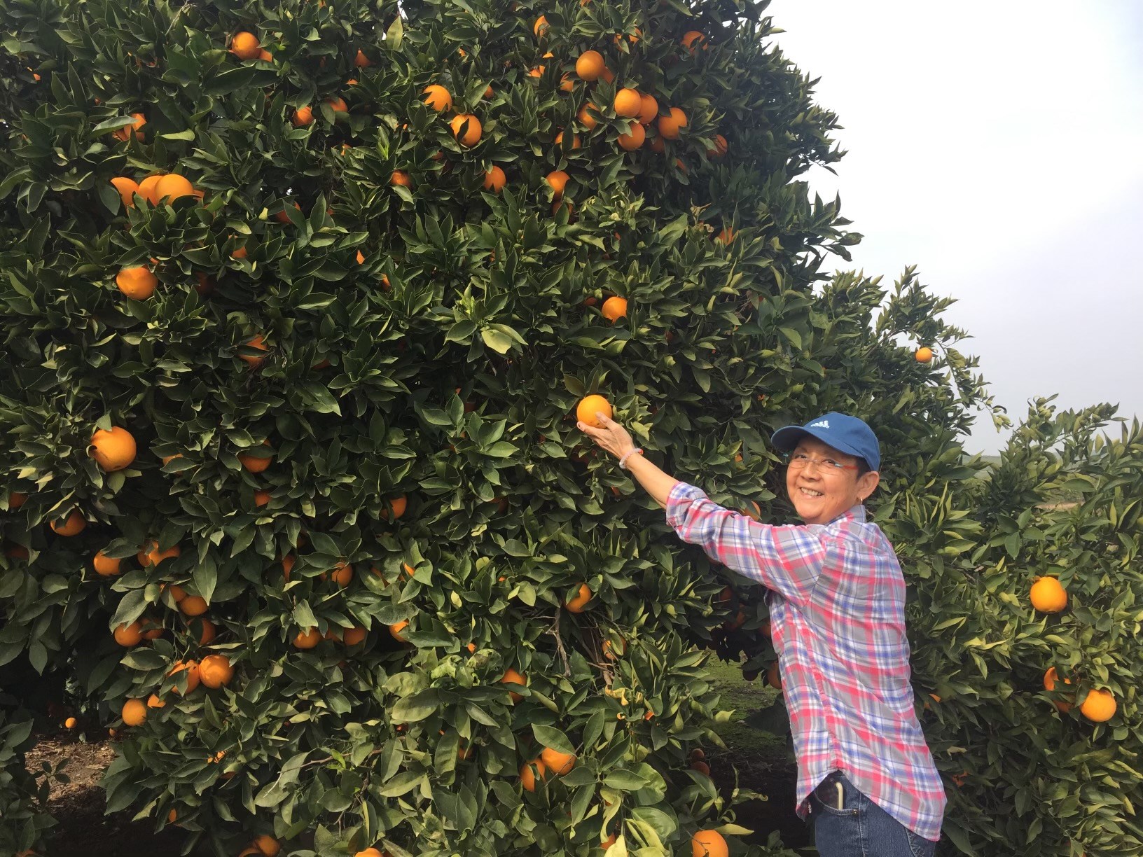 Obituary of Catherine "Cosh" Imahori-Ng