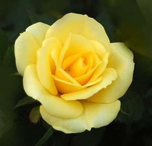 Obituary of Frances Therese Berry Kollatz