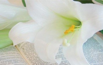 Obituary of Alice May McCormick