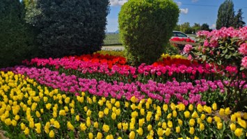 Obituary of Suki Battle