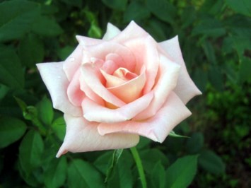 Obituary of Ella Mae Gray