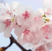 Obituary of Lorenza Matamoros Columbie