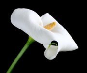Obituary of Gloria Garay
