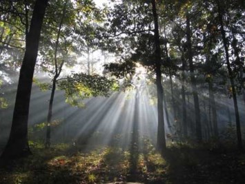 Obituary of Carl Sheets