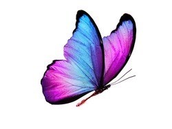 Obituario de Launa Sue Bailey