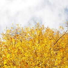 Obituary of Anthony Joseph Florentine