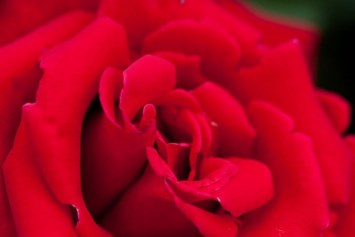 Obituary of Jacy Nelson