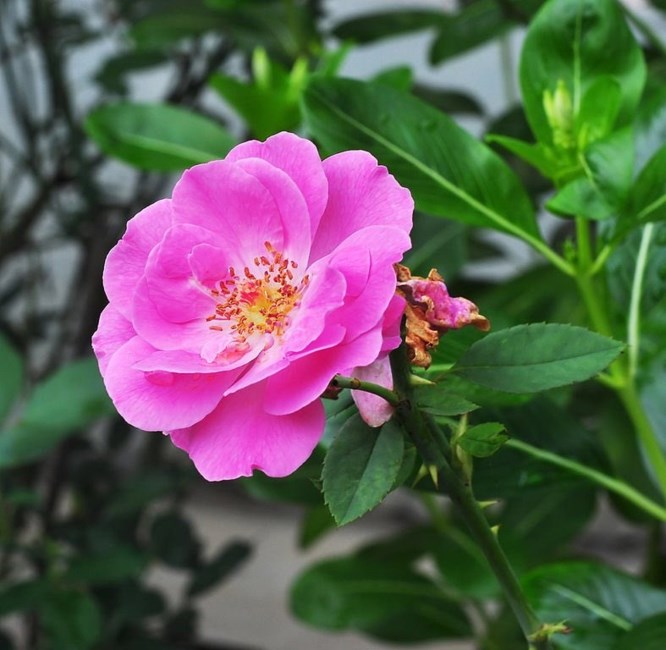 Obituario de Shirley Jean Rouse