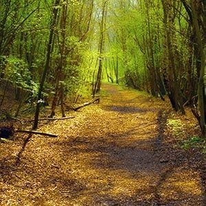 Obituary of Thomas L. Collins