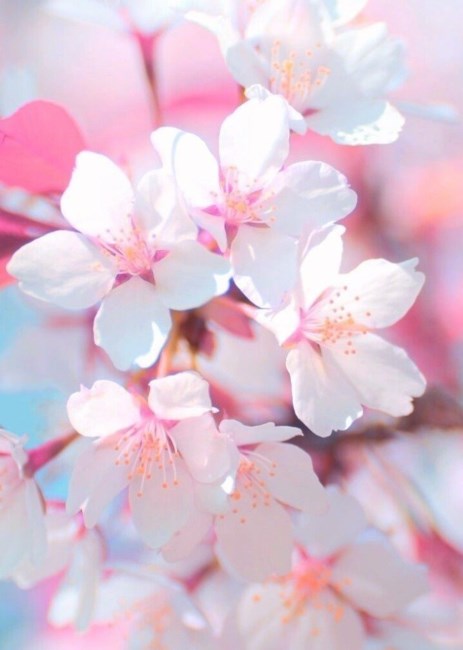 Obituary of Renith Leone Appleby