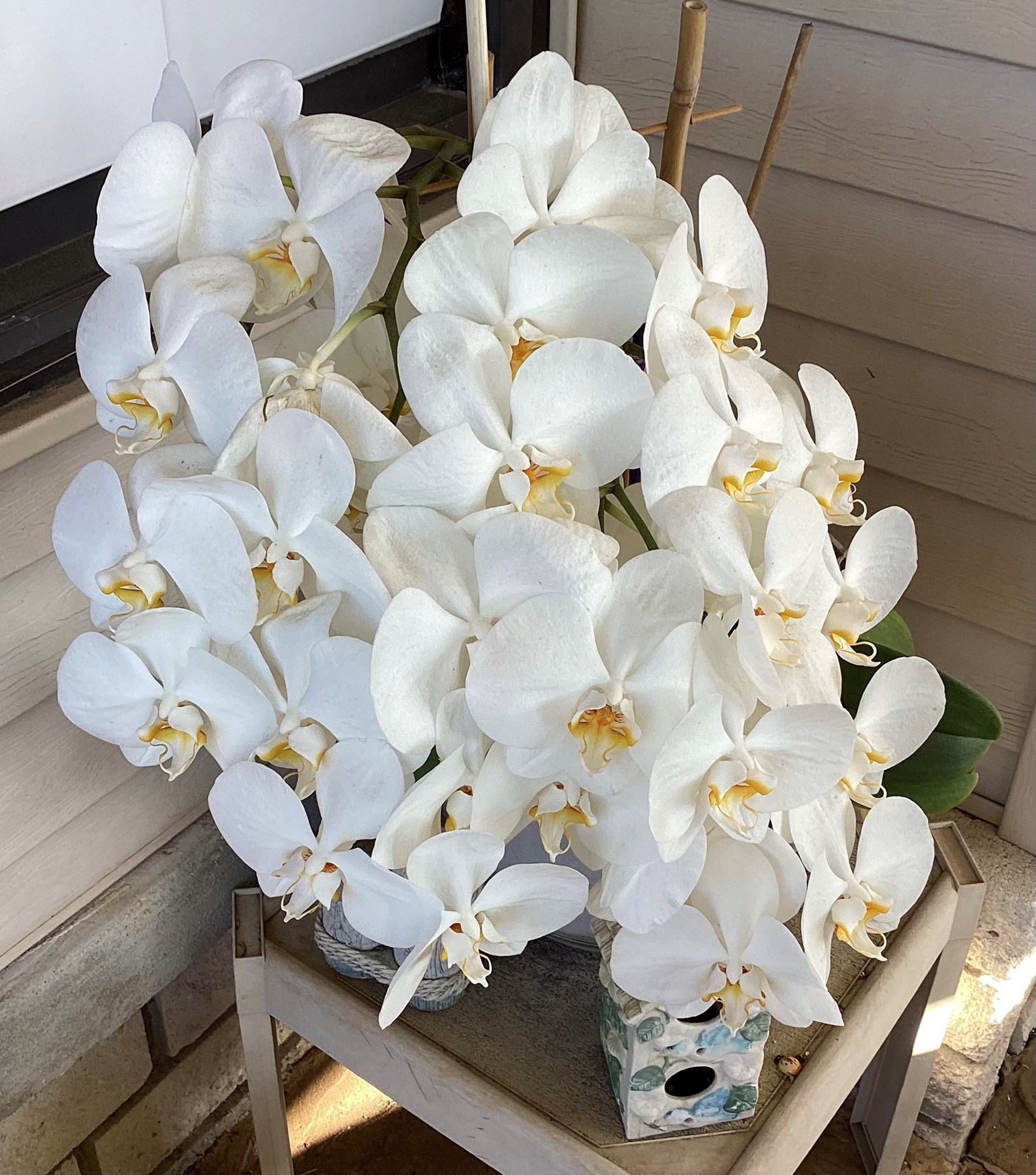 Obituary of Anna Schloder