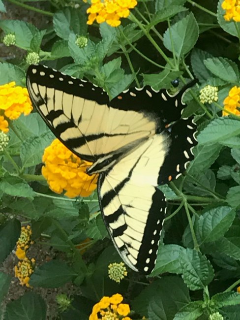 Obituary of Linda Mae Upton