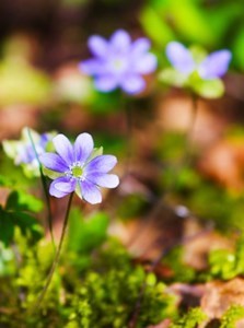 Obituary of Jan Marian Houston