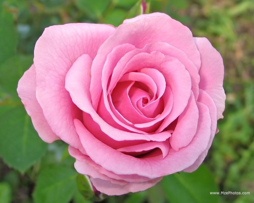 Obituary of Caroline Eaton Campbell