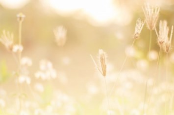 Obituary of Gladys L Siegel