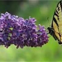 Obituary of Margaret Lawson