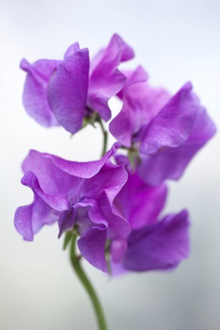 Obituary of Ruth Ann Forrest